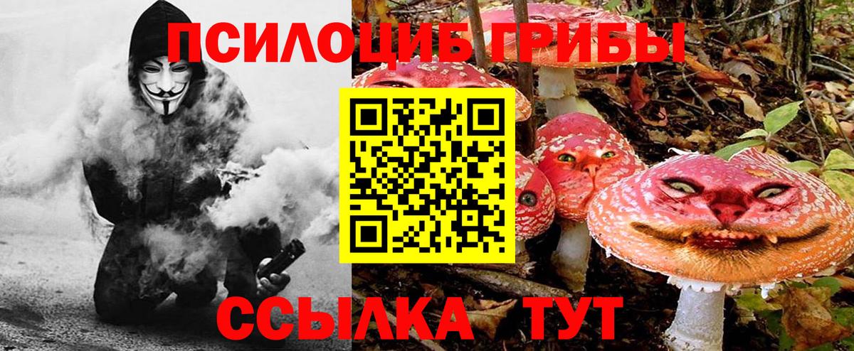 как найти   Вход с VPN  Котлас  Галлюциногенные грибы Cubensis 