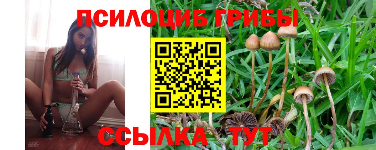 Галлюциногенные грибы Psilocybe Котлас